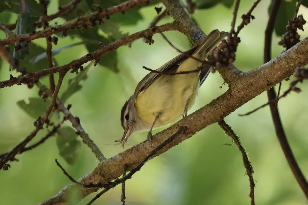 褐顶莺雀(Vireo leucophrys)