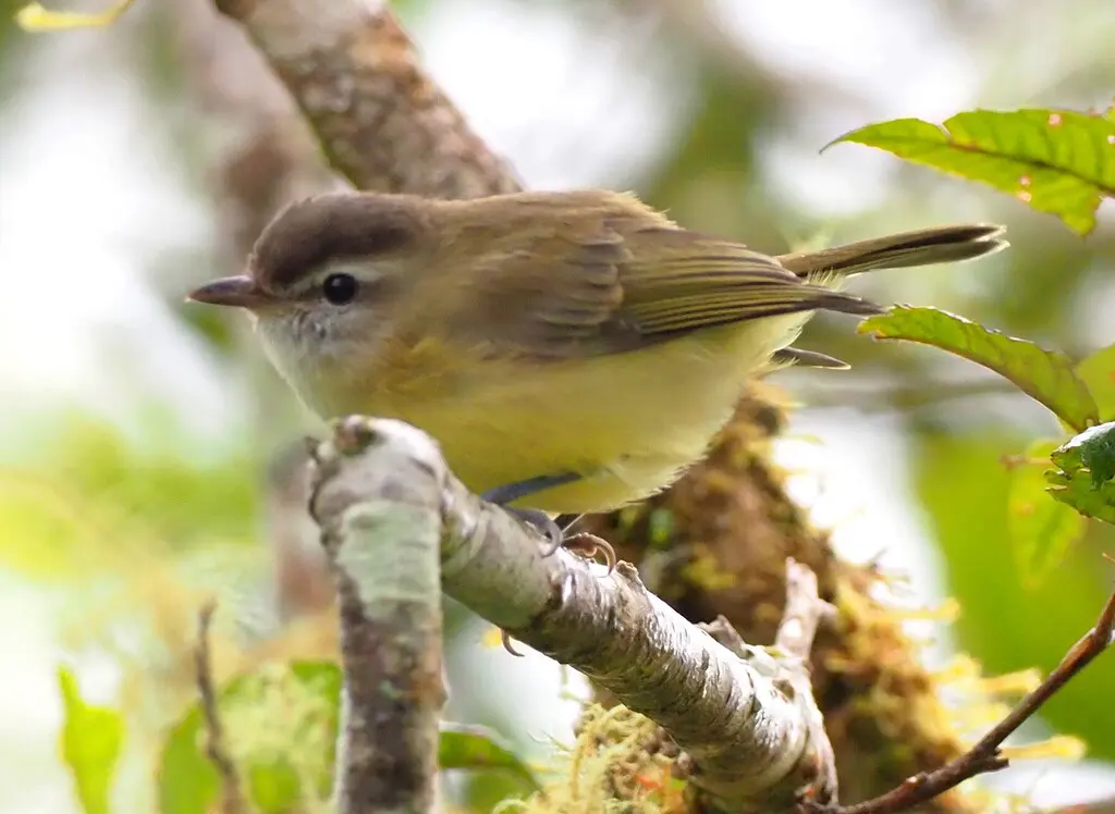 褐顶莺雀(Vireo leucophrys)