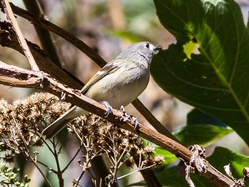 侏莺雀(Vireo nelsoni)