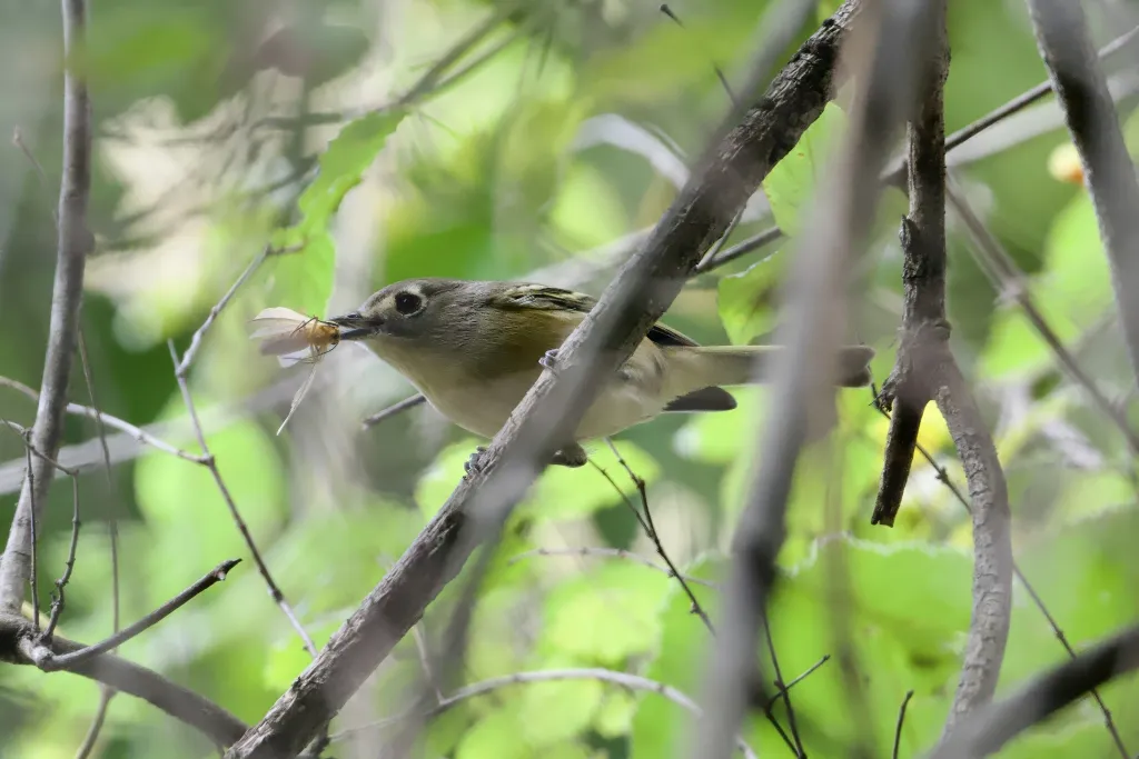 侏莺雀(Vireo nelsoni)
