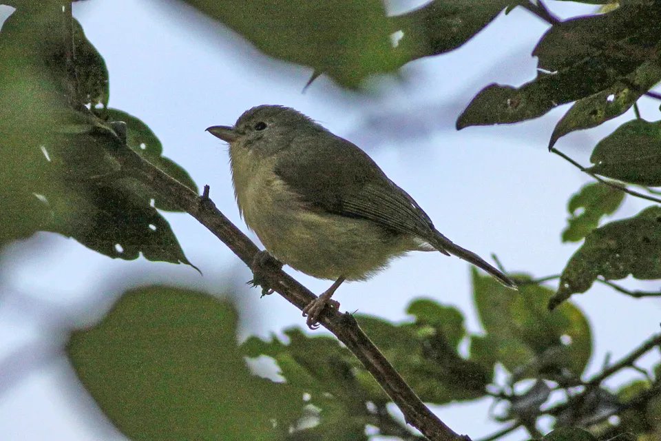 山莺雀（Vireo osburni）