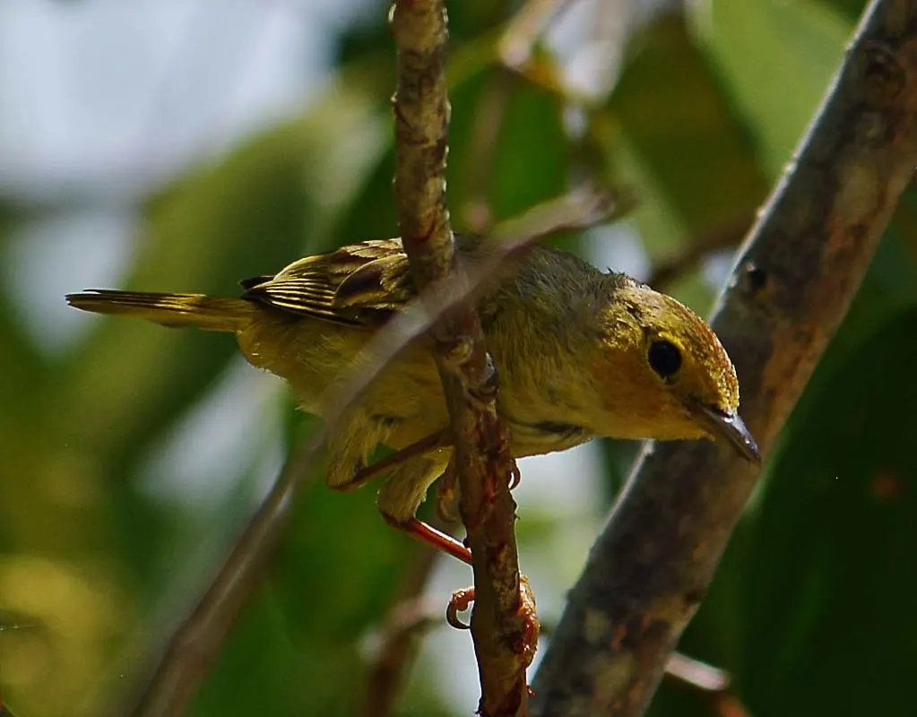 红树莺雀(Vireo pallens)
