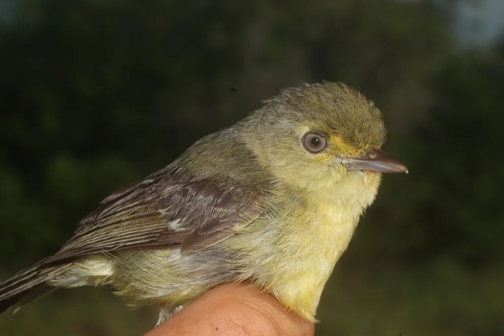红树莺雀(Vireo pallens)