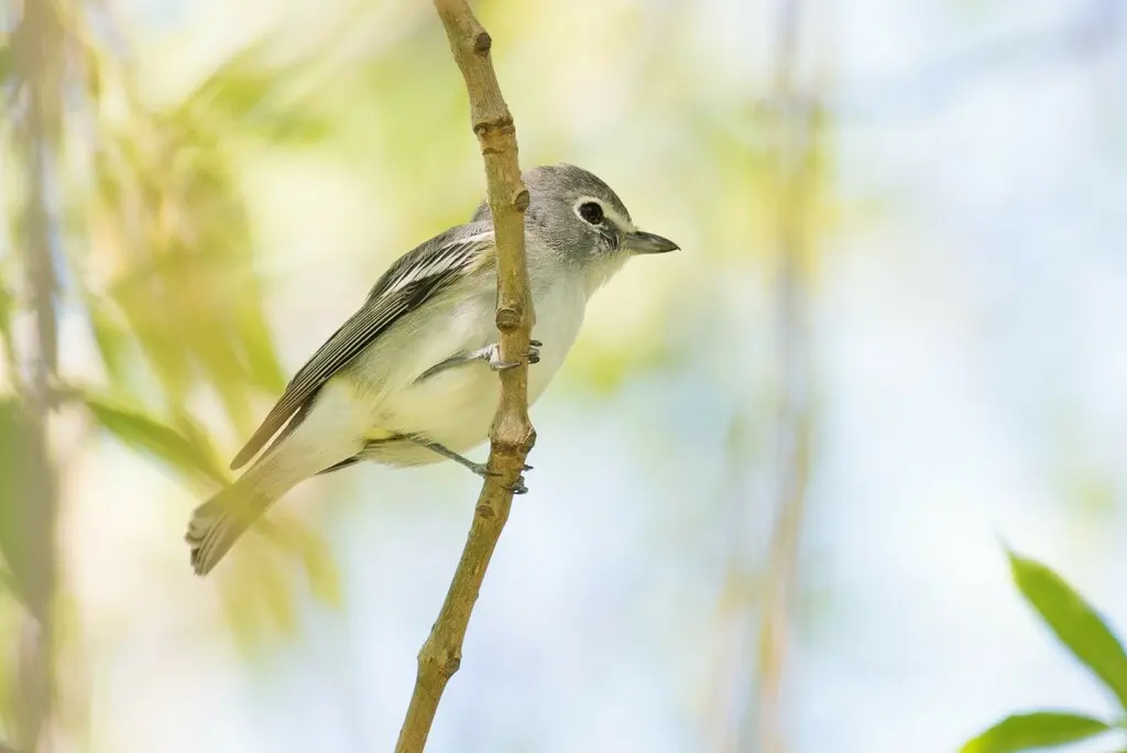 铅色莺雀(Vireo plumbeus)