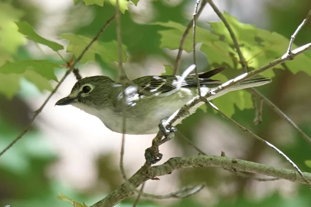 铅色莺雀(Vireo plumbeus)