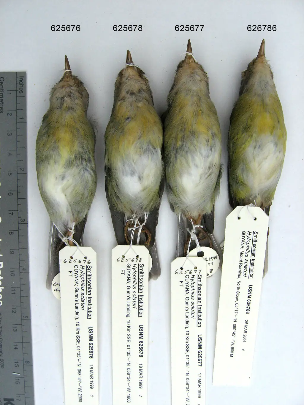 蓝顶绿莺雀(Vireo sclateri)