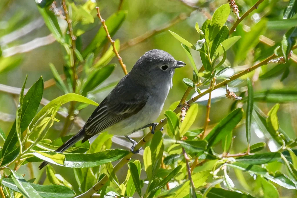 灰莺雀（Vireo vicinior）
