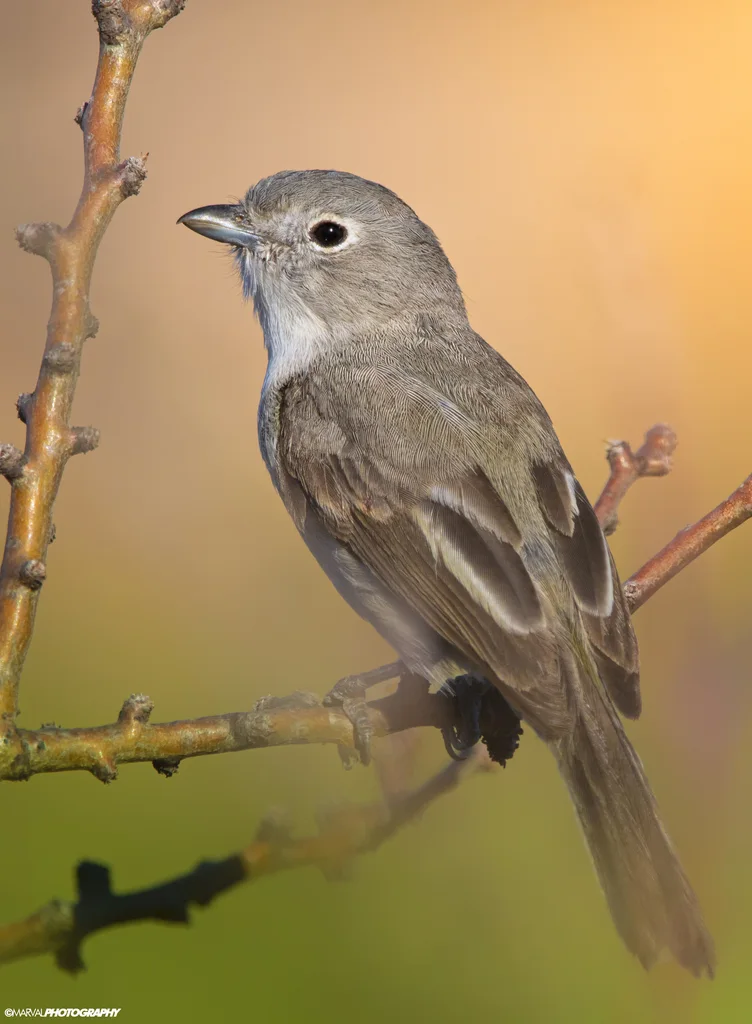 灰莺雀（Vireo vicinior）