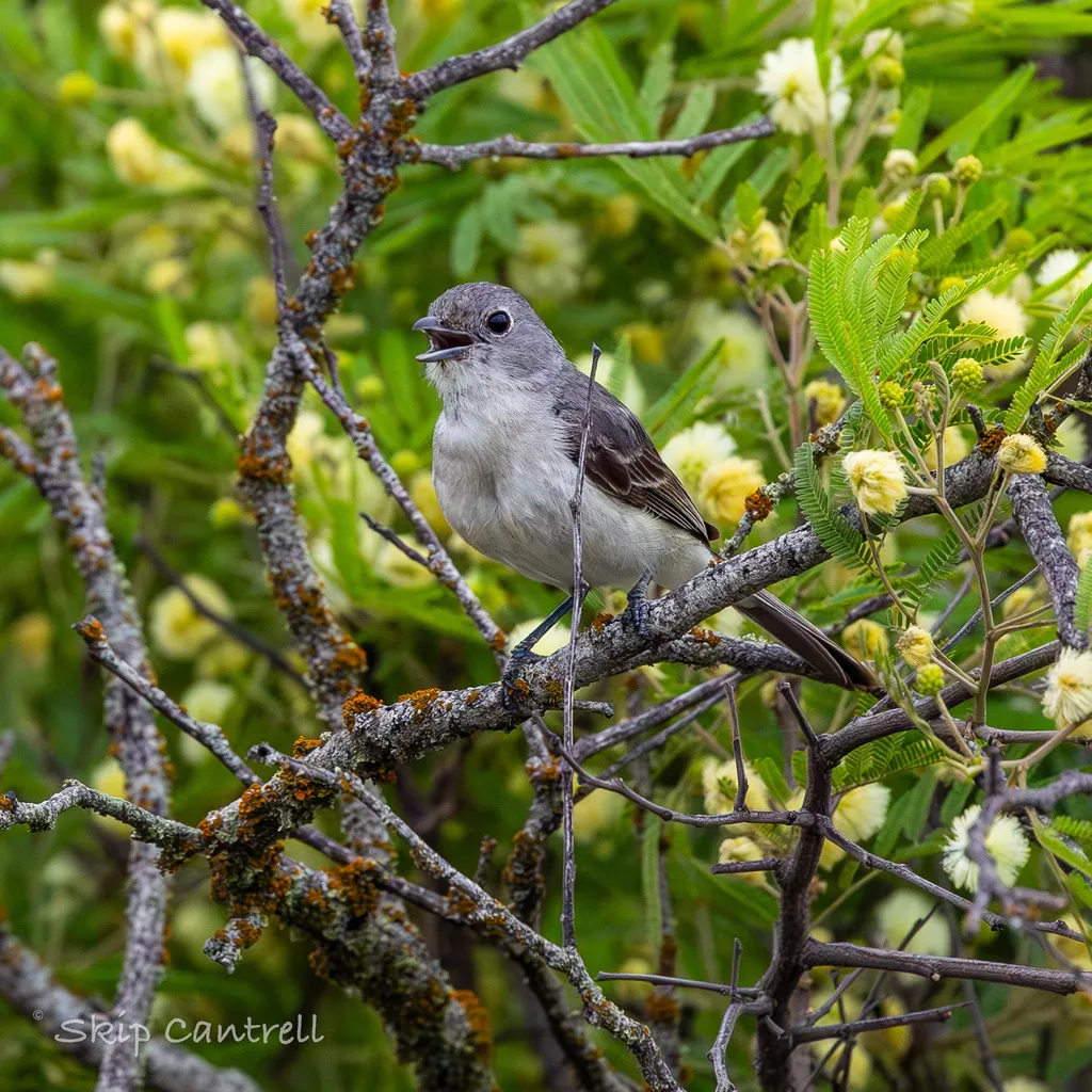 灰莺雀（Vireo vicinior）