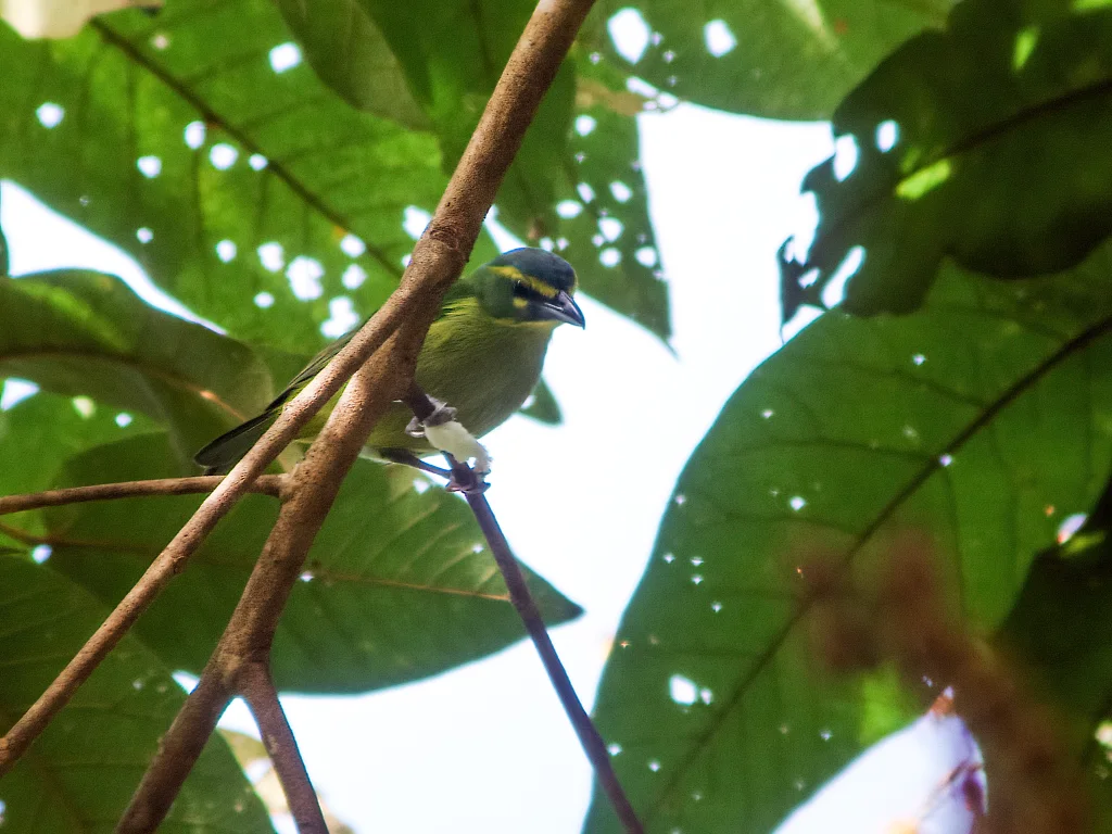 黄眉鵙雀(Vireolanius eximius)