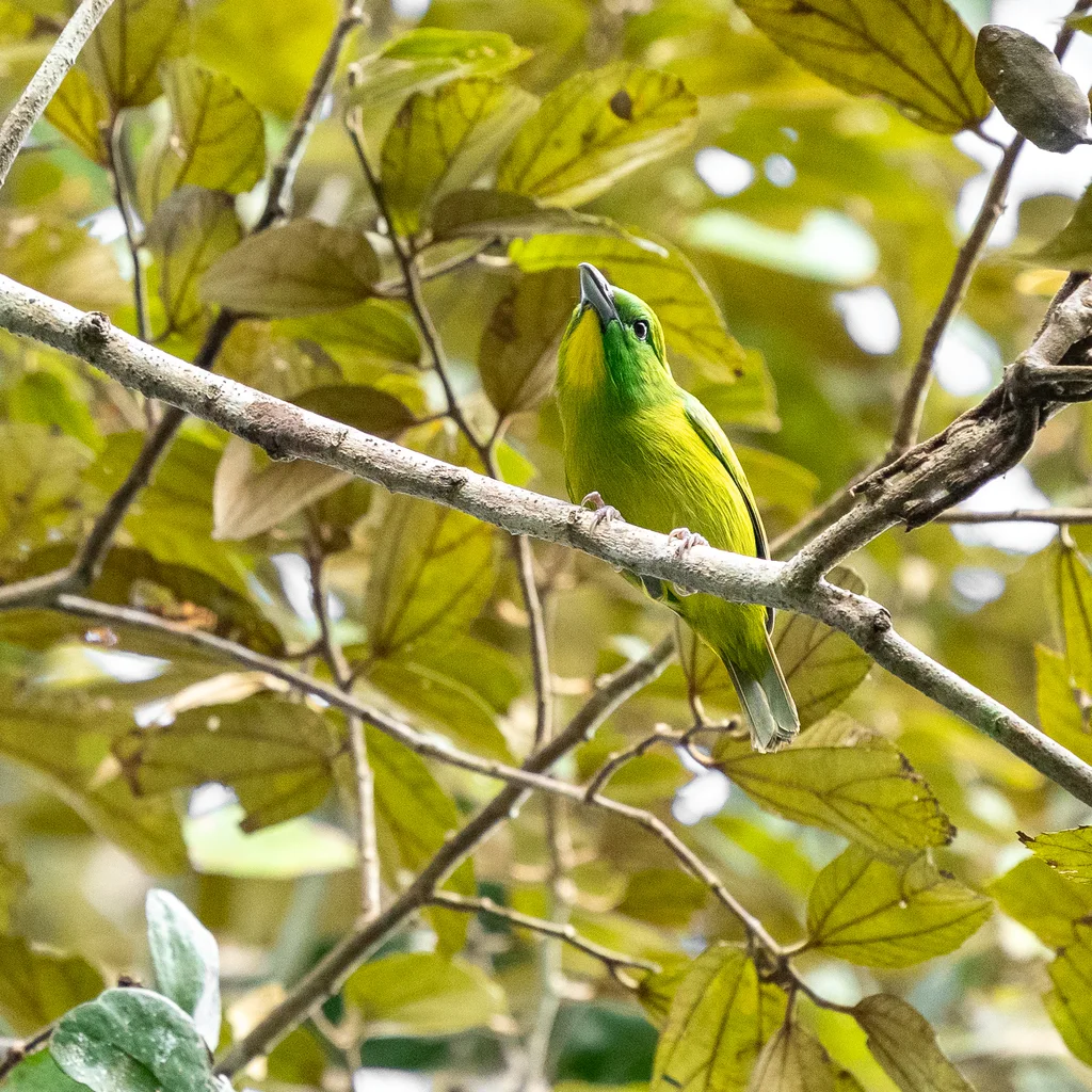 绿鵙雀(Vireolanius pulchellus)