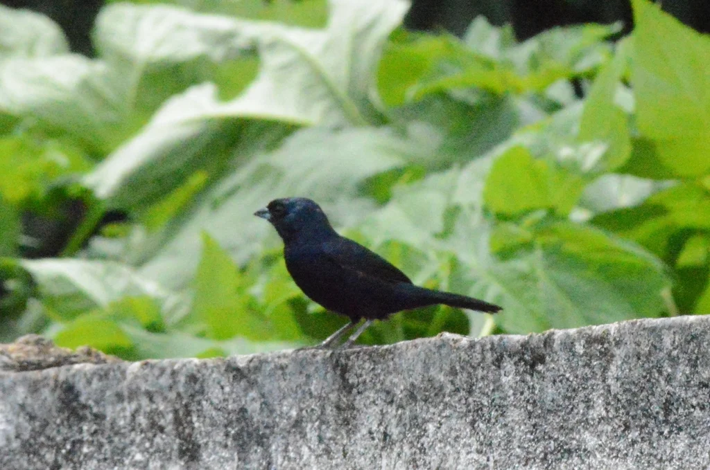 蓝黑草鹀(Volatinia jacarina)