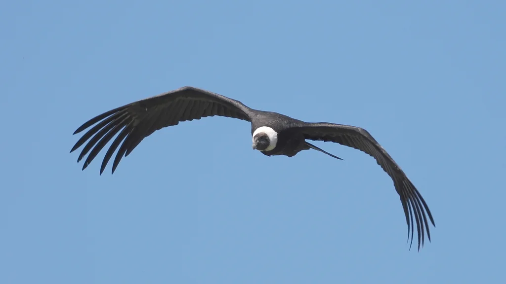 安第斯神鹫(Vultur gryphus)