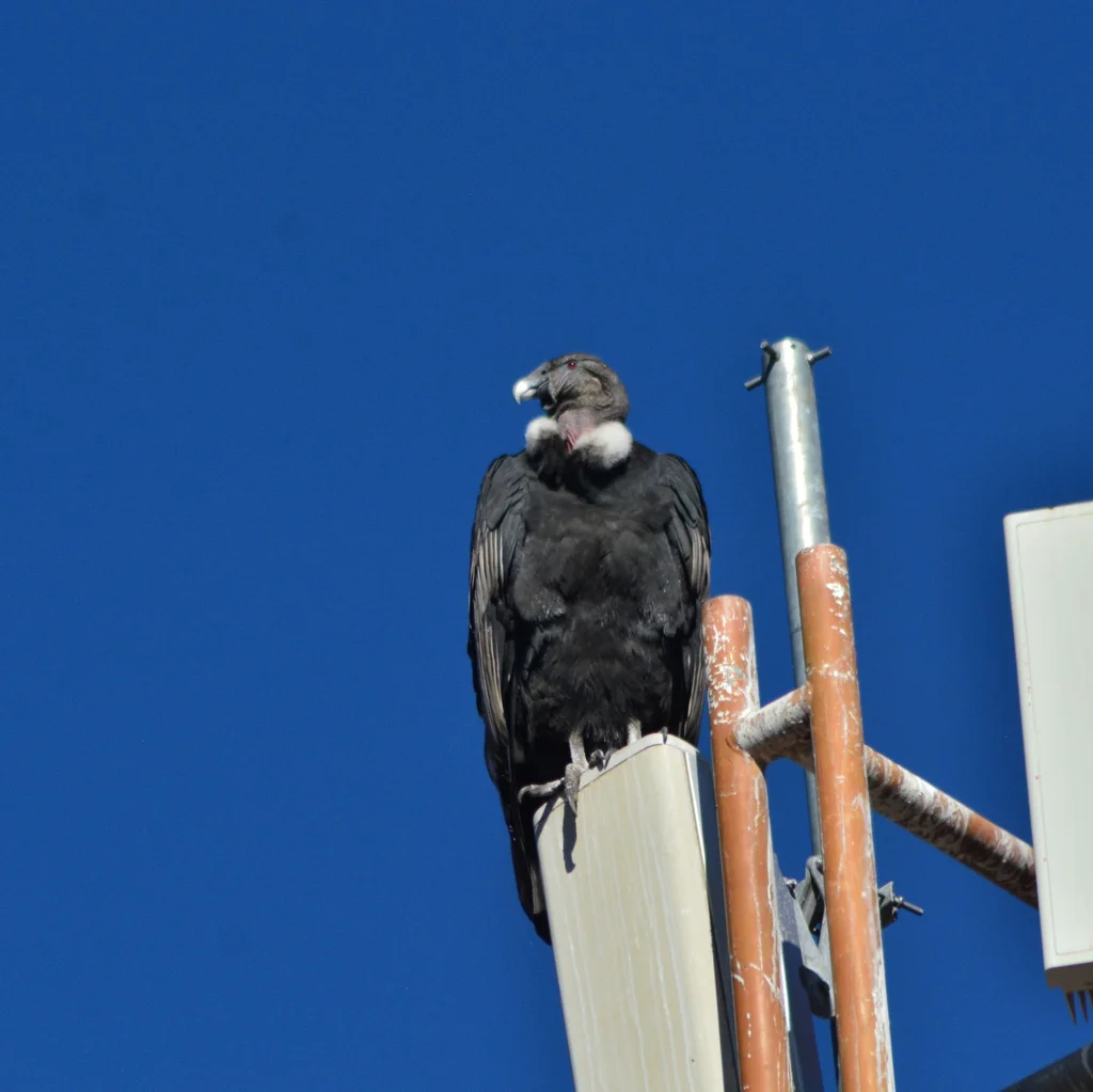 安第斯神鹫(Vultur gryphus)