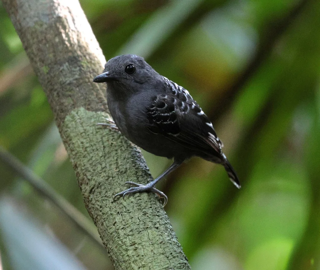 鳞背蚁鸟(Willisornis poecilinotus)