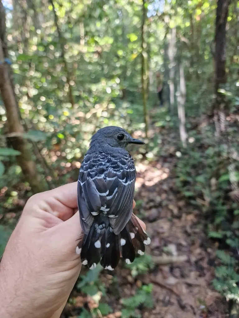 鳞背蚁鸟(Willisornis poecilinotus)