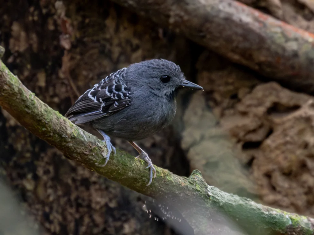 新谷鳞背蚁鸟(Willisornis vidua)
