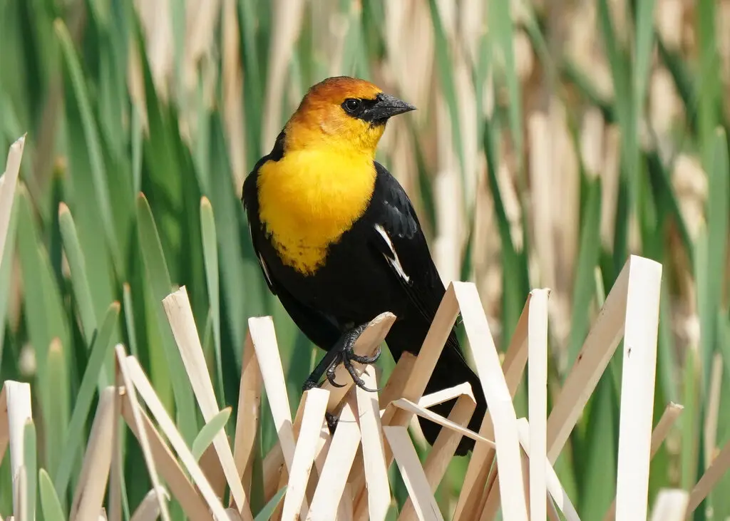 黄头黑鹂(Xanthocephalus xanthocephalus)