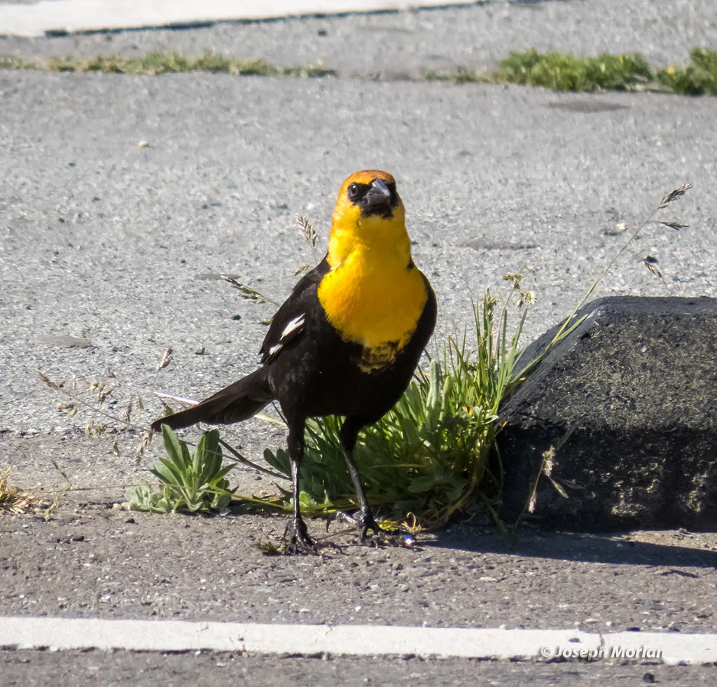 黄头黑鹂(Xanthocephalus xanthocephalus)