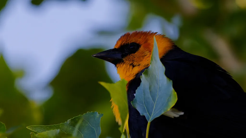 黄头黑鹂(Xanthocephalus xanthocephalus)