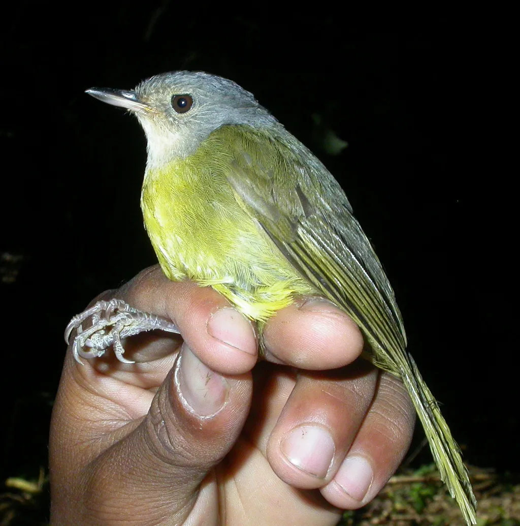 灰冠旋木鹎(Xanthomixis cinereiceps)