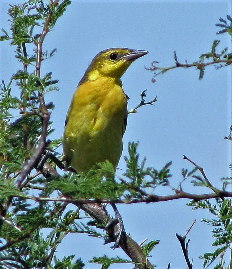 橙头黑鹂(Xanthopsar flavus)