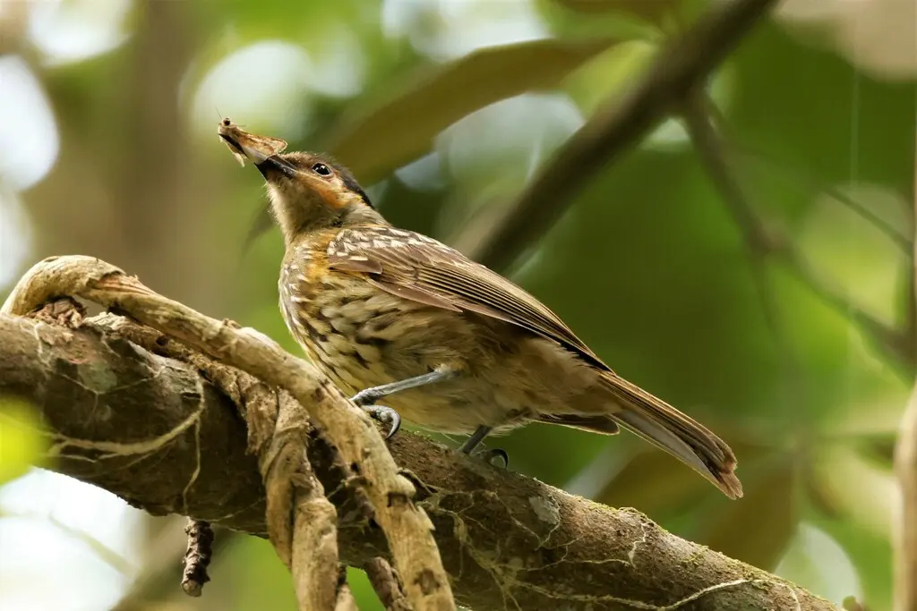 黄纹吸蜜鸟(Xanthotis macleayanus)