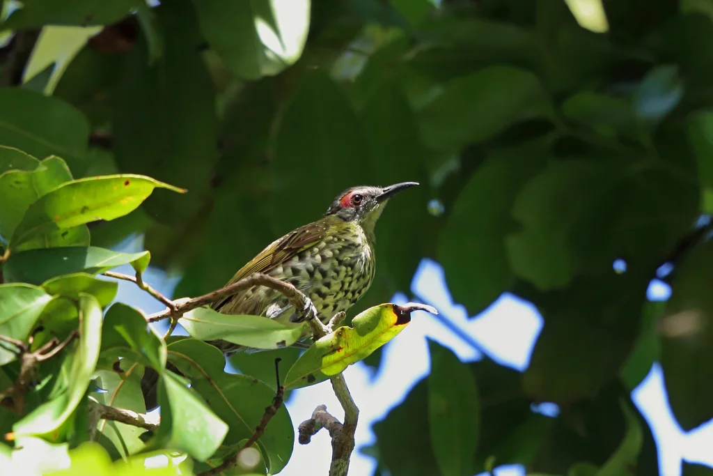 斑吸蜜鸟(Xanthotis polygrammus)