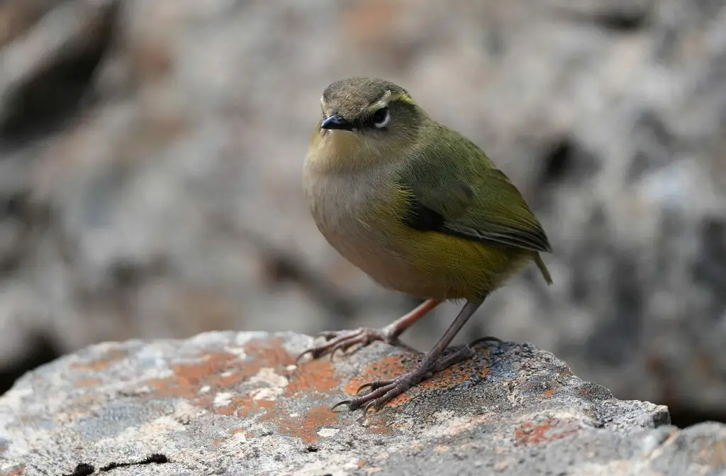 新西兰岩鹩(Xenicus gilviventris)