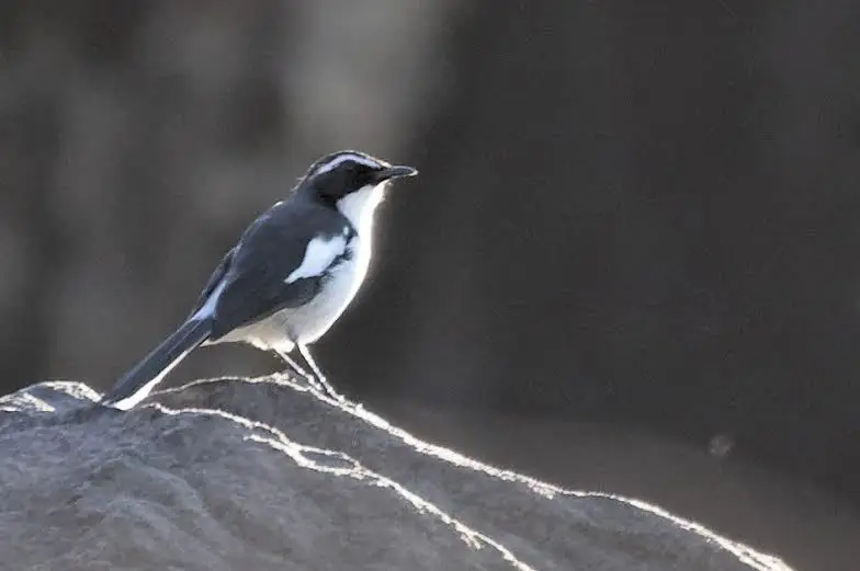 穴䳭(Xenocopsychus ansorgei)