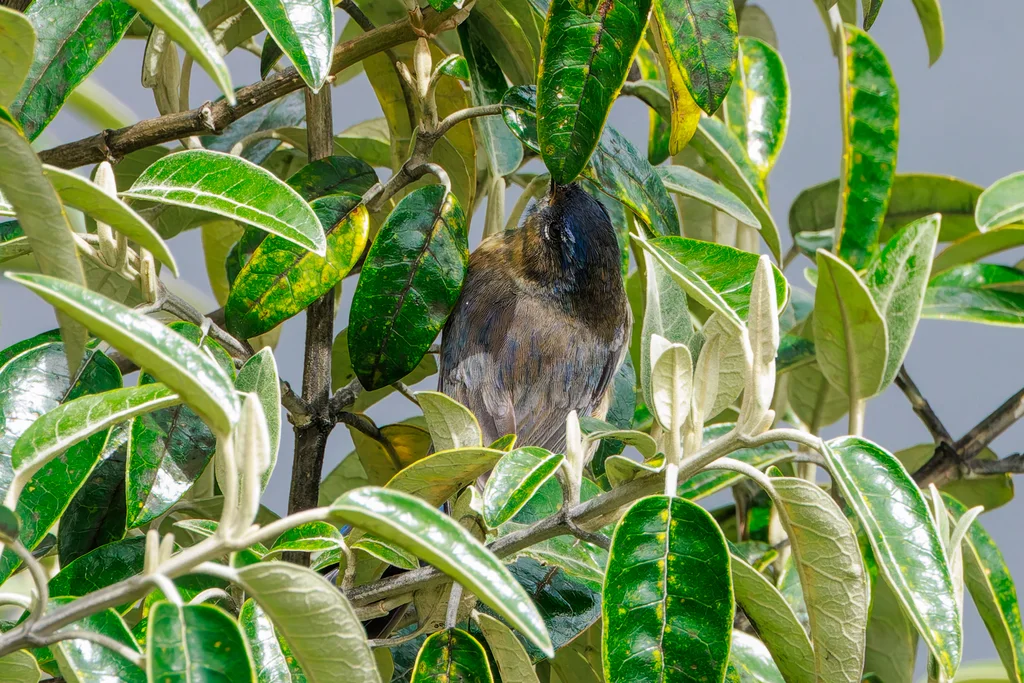 辉蓝锥嘴雀(Xenodacnis parina)