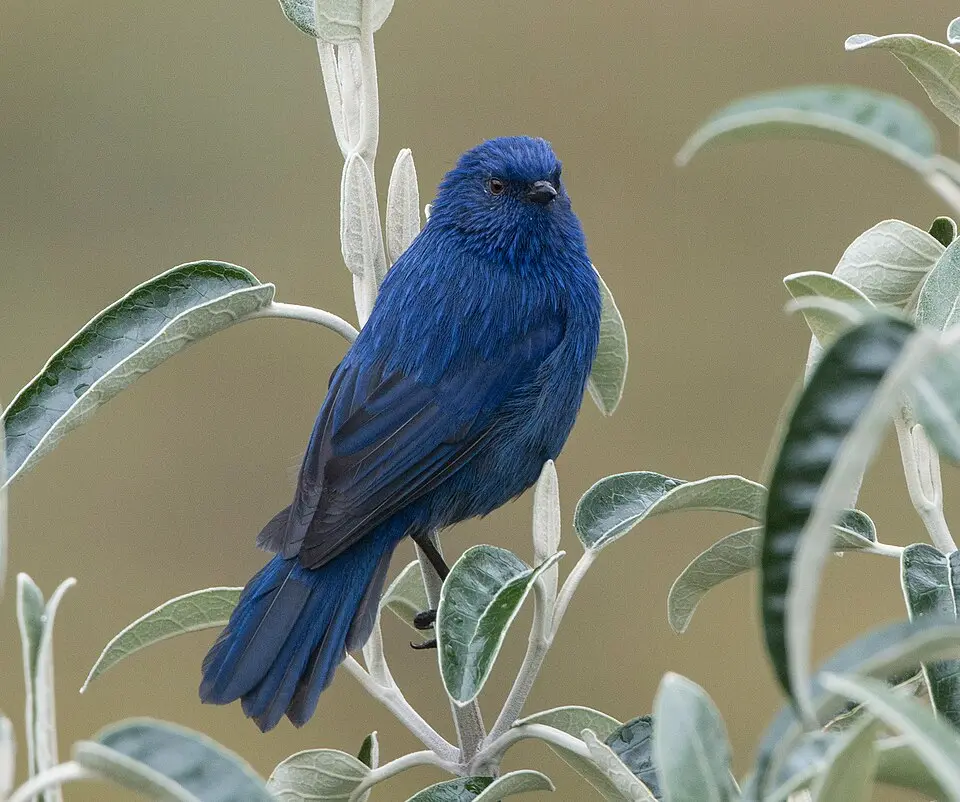 纹锥嘴雀（Xenodacnis petersi）
