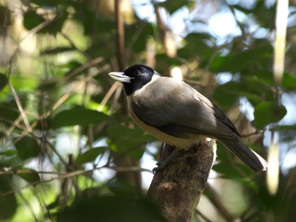 白额厚嘴鵙(Xenopirostris polleni)