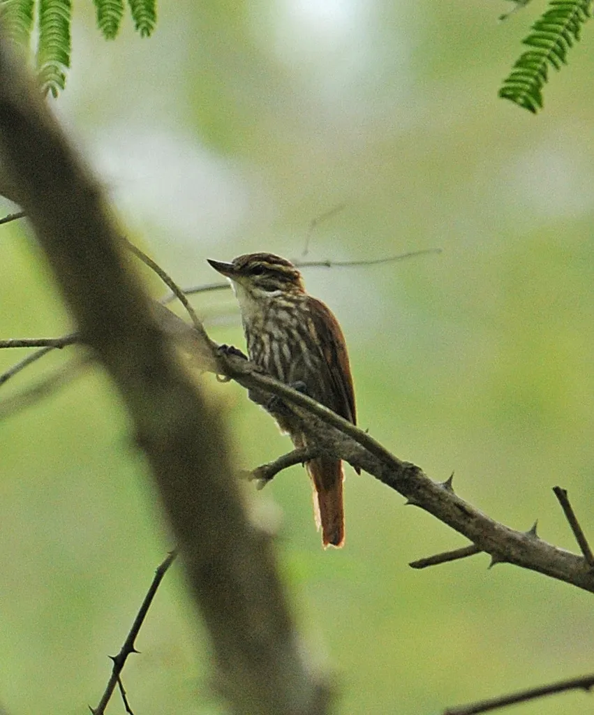 纵纹翘嘴雀(Xenops rutilans)