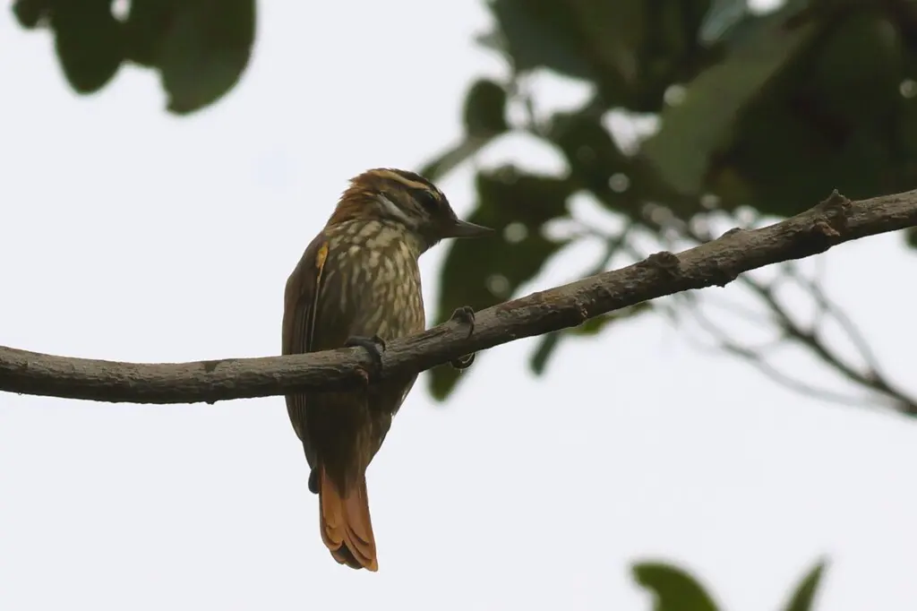 纵纹翘嘴雀(Xenops rutilans)