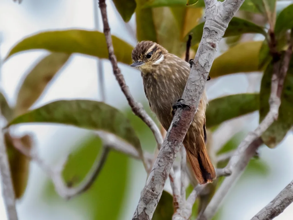 细嘴翘嘴雀(Xenops tenuirostris)