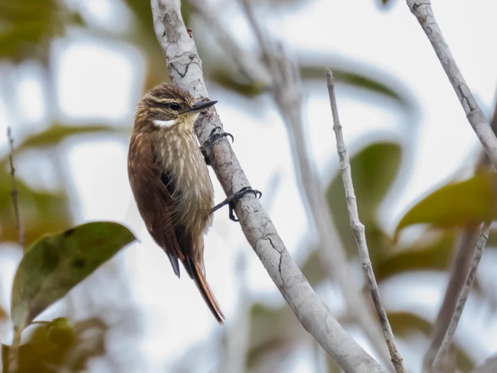 细嘴翘嘴雀(Xenops tenuirostris)