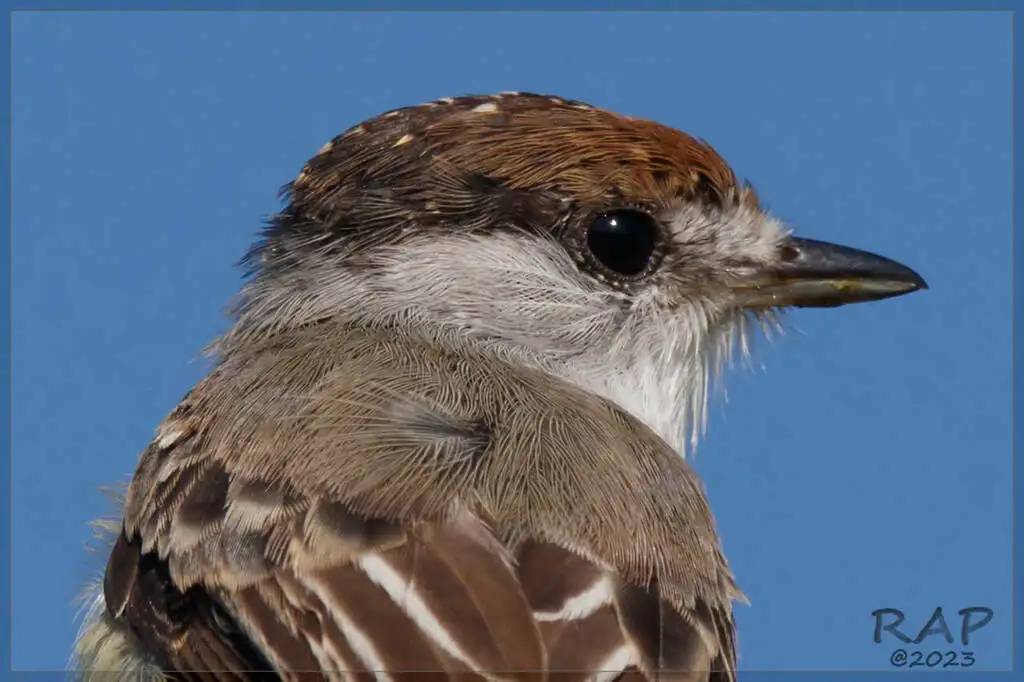 白枕霸鹟(Xenopsaris albinucha)