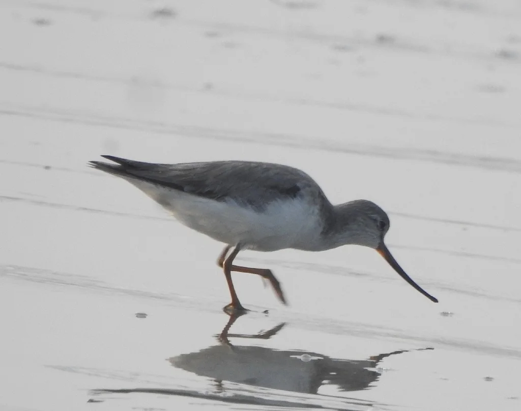 翘嘴鹬(Xenus cinereus)