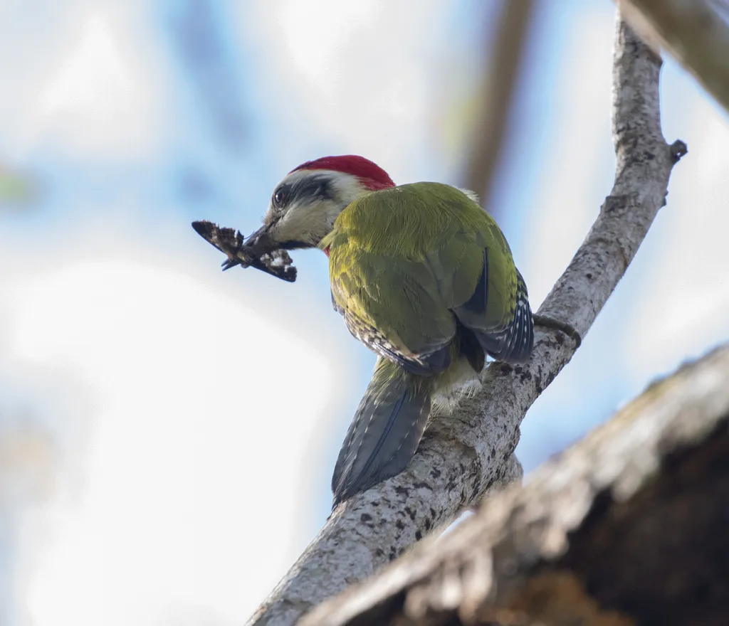 古巴绿啄木鸟(Xiphidiopicus percussus)