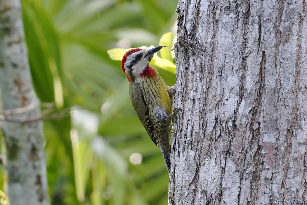 古巴绿啄木鸟(Xiphidiopicus percussus)