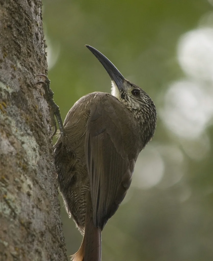 白喉䴕雀(Xiphocolaptes albicollis)