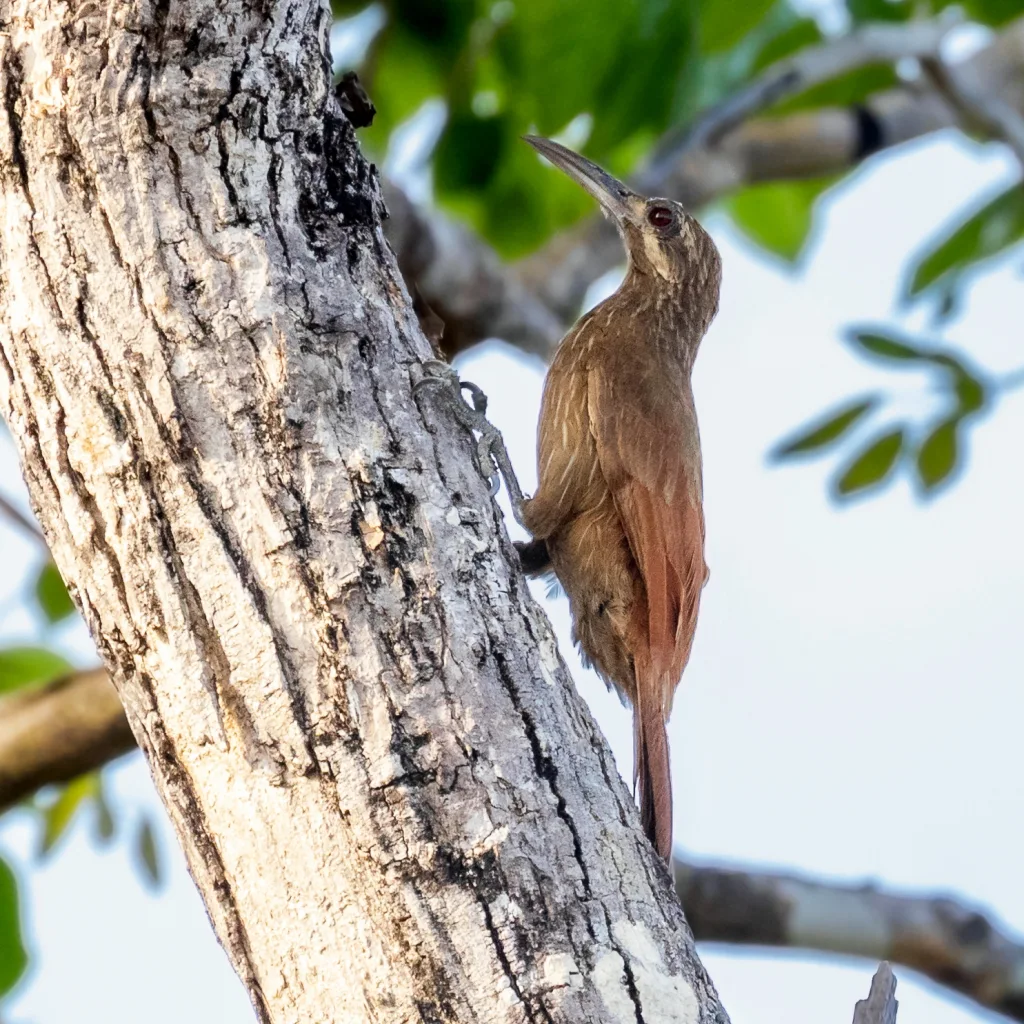 须䴕雀(Xiphocolaptes falcirostris)