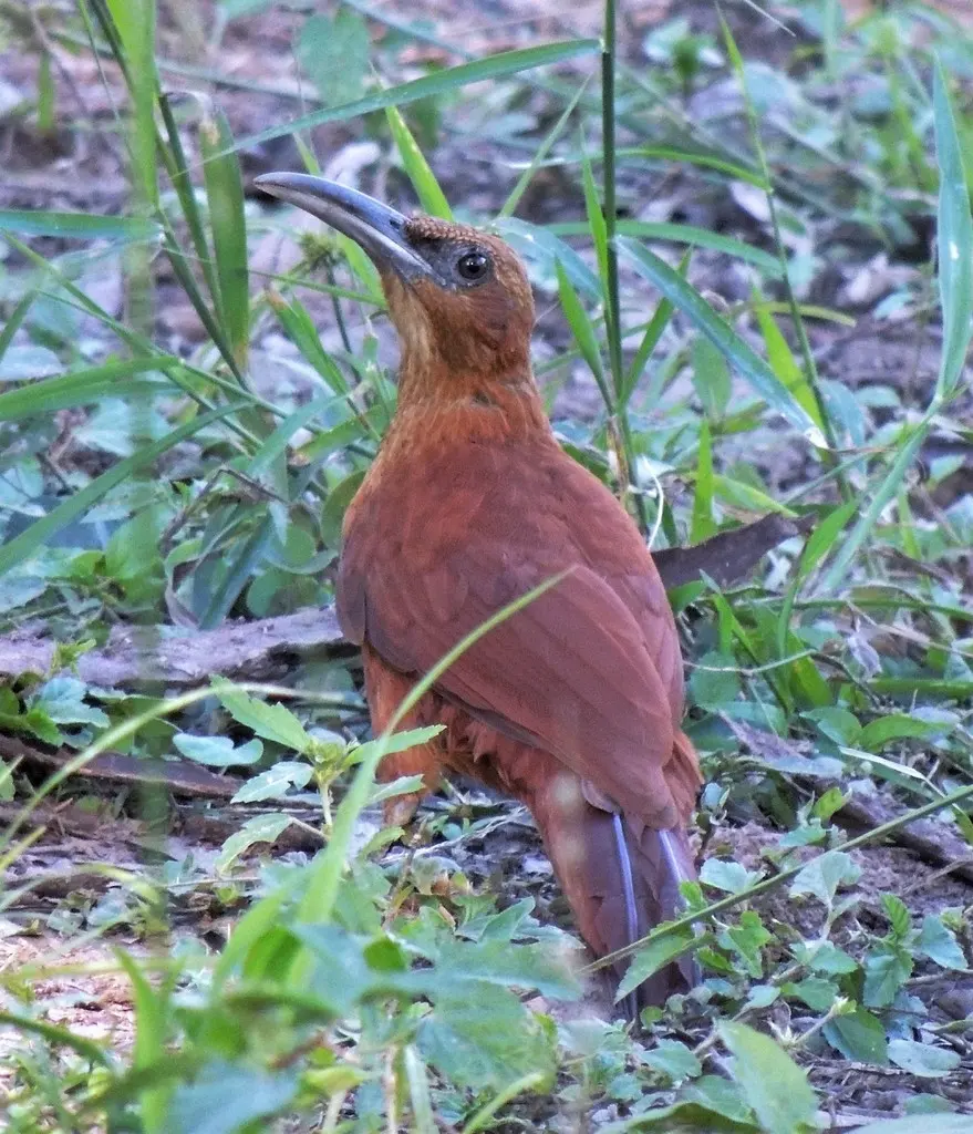 大棕䴕雀(Xiphocolaptes major)
