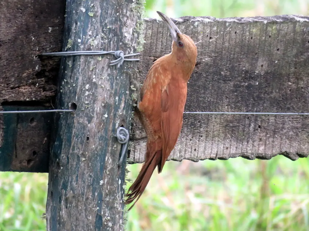 大棕䴕雀(Xiphocolaptes major)