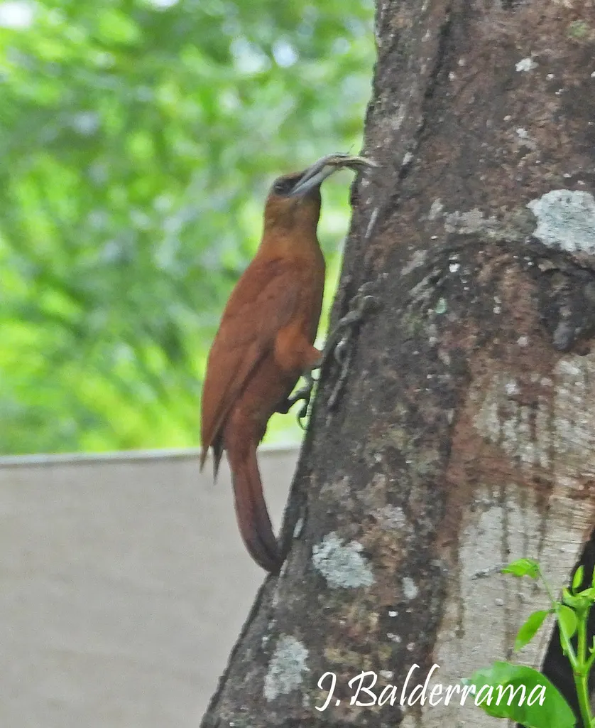 大棕䴕雀(Xiphocolaptes major)
