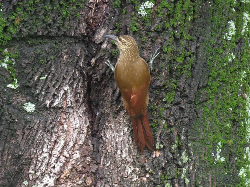 强嘴䴕雀(Xiphocolaptes promeropirhynchus)