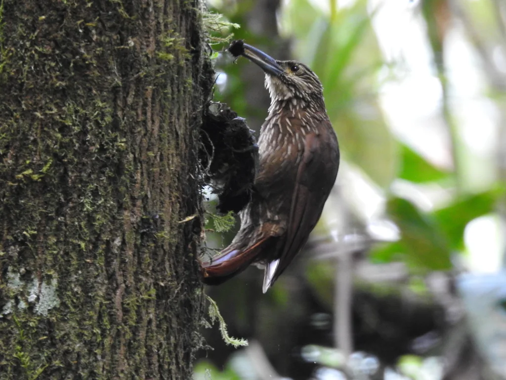 强嘴䴕雀(Xiphocolaptes promeropirhynchus)