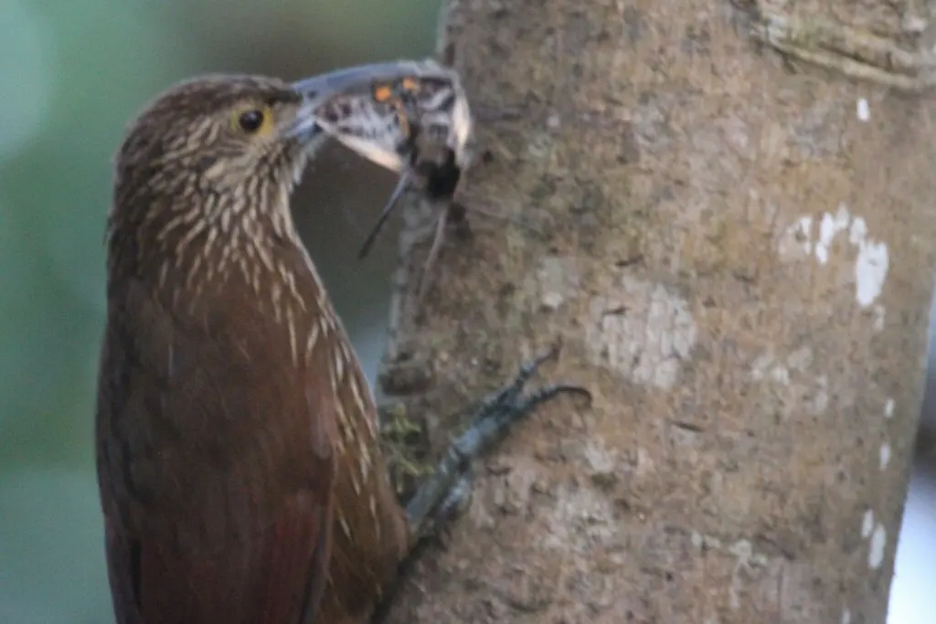 强嘴䴕雀(Xiphocolaptes promeropirhynchus)
