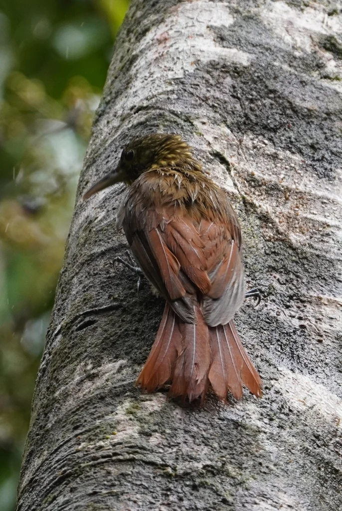 点斑䴕雀(Xiphorhynchus erythropygius)